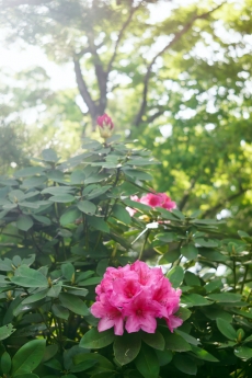 rhododendron.jpg