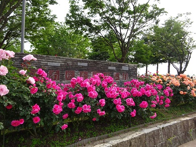 泉野の薔薇公園