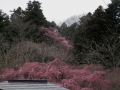 亀岡の桜