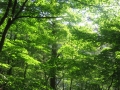 緑耀く森