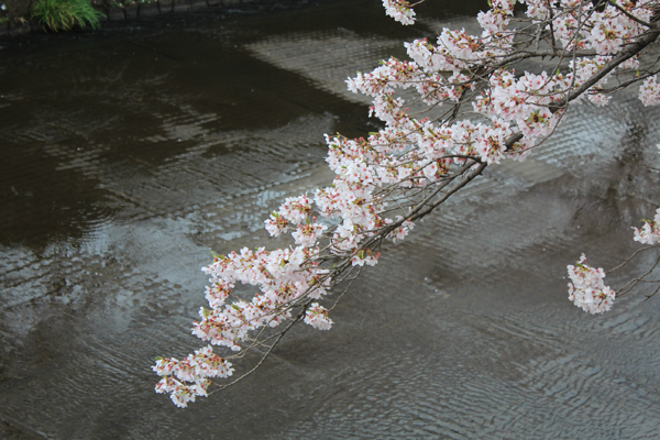 06 桜