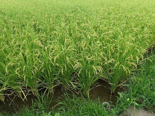 稲の成長２