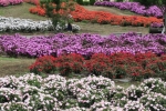 花の都公園3