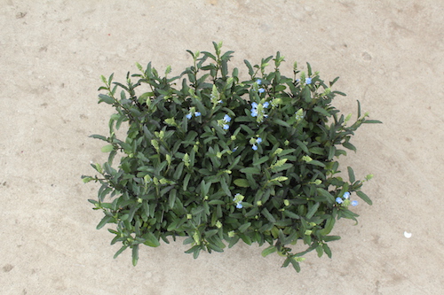 サルビア　ウリギノーサ（Salvia uliginosa）ボックセージ（bog sage） 　生産　販売　松原園芸