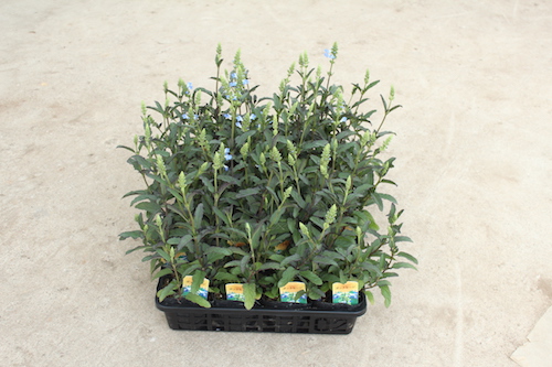 サルビア　ウリギノーサ（Salvia uliginosa）ボックセージ（bog sage） 　生産　販売　松原園芸