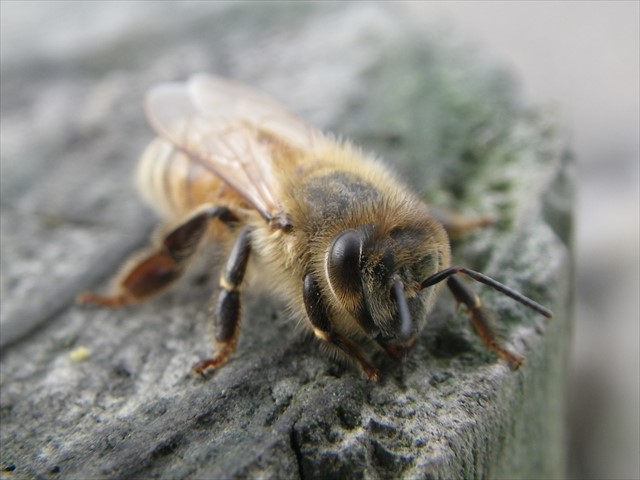 ミツバチ-2