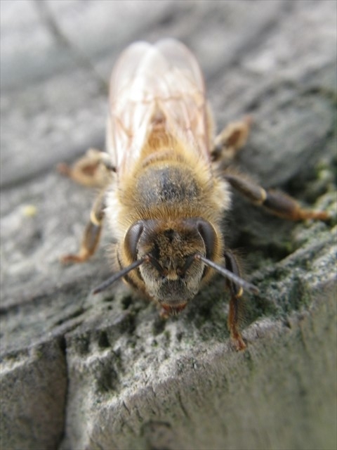 ミツバチ-3