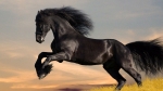 Friesian-Horse-HD-Wallpapers.jpg