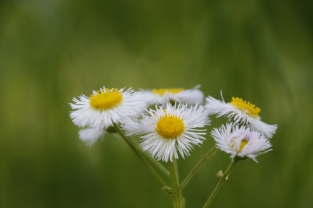 野の花もかわいい