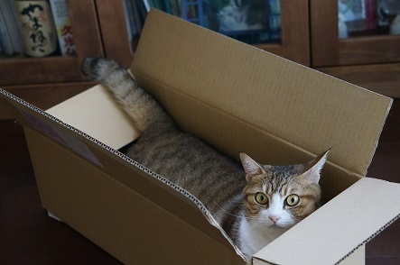 箱は猫生の必需品