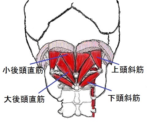 頭蓋骨後面に付着する筋（深層）と椎骨動脈
