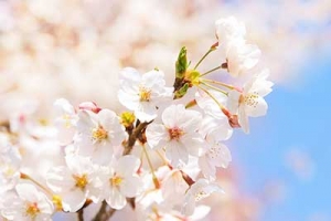 cherry-blossom_00011.jpg