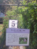 筑波実験植物園20160522 (12)