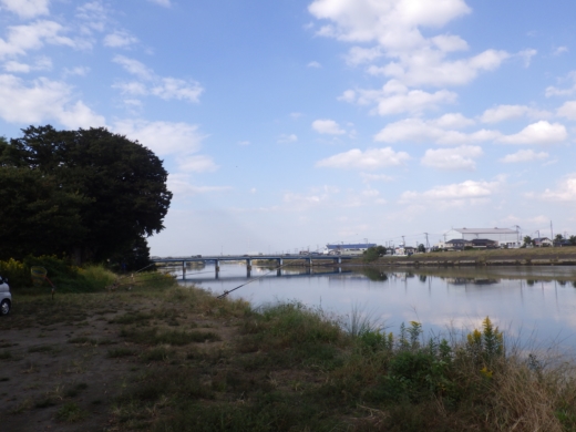 中川の釣り (5)