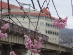 桜と電車１
