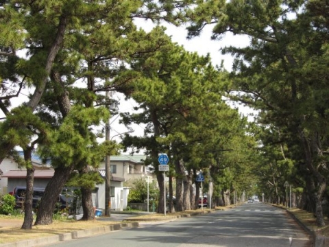 舞阪町の東海道松並木