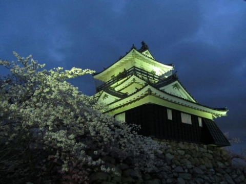 浜松城天守と夜桜