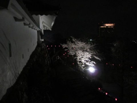 浜松城天守門と夜桜