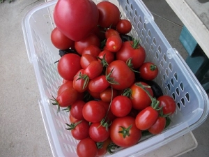 160822トマト収穫