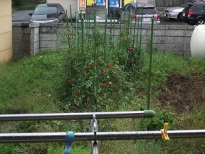 160913雨中のトマト