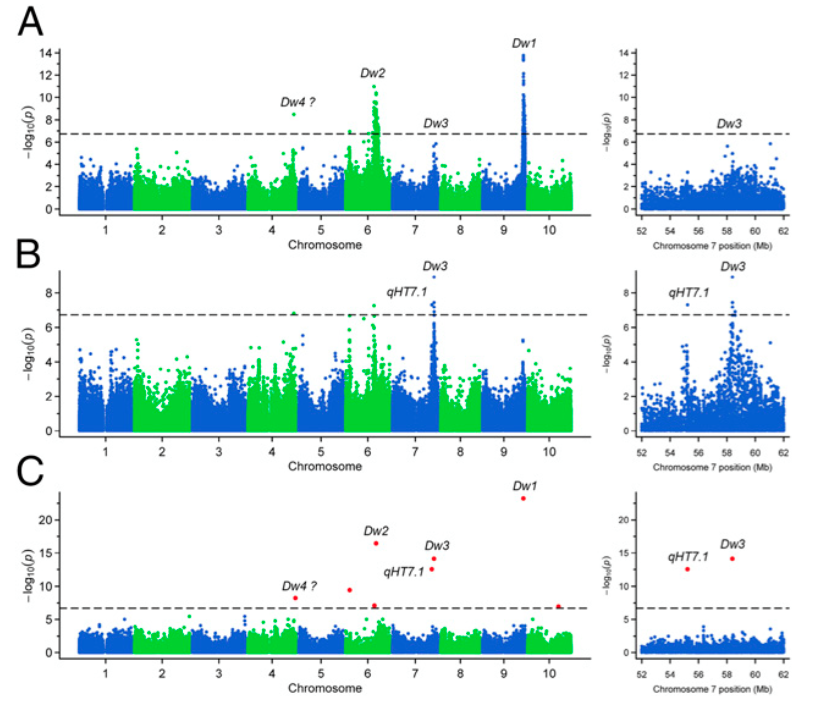 Genome-wide association mapping of plant height