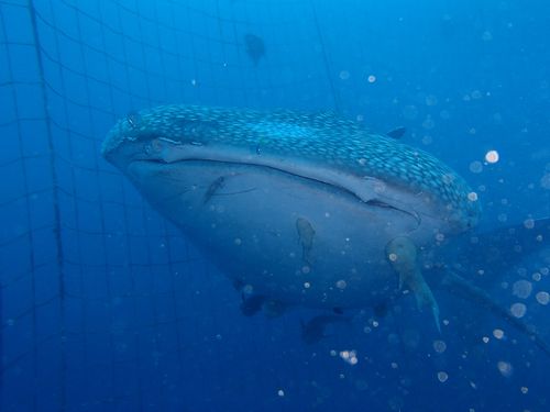 沖縄の海と島のお話 ジンベエザメとコバンザメ