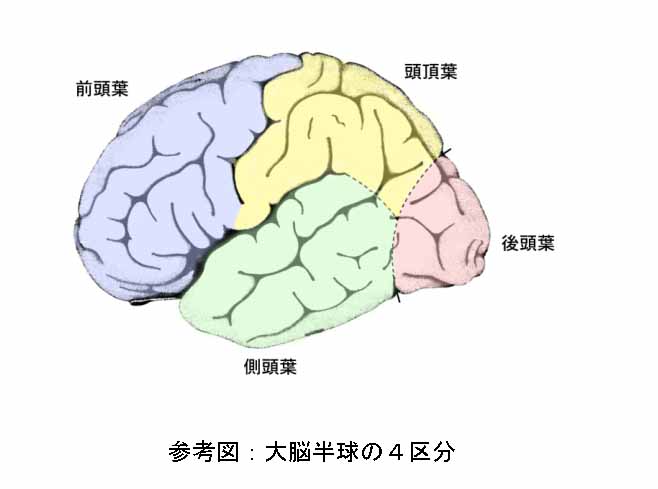 脳の構造　外観