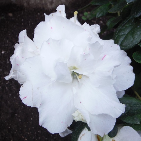 白いアザレア 季節の花とガーデニング日記