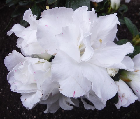 白いアザレア 季節の花とガーデニング日記