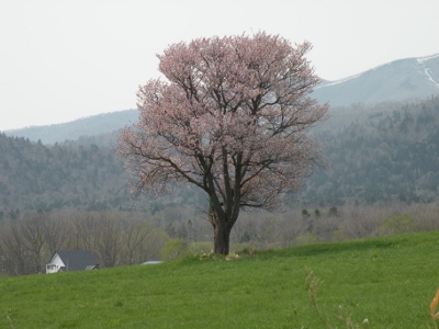 名木桜