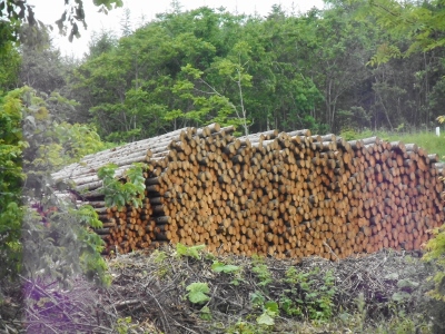 木材ブーム
