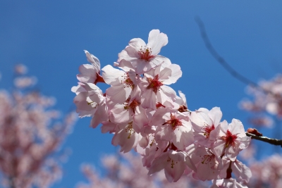 曽爾村の桜