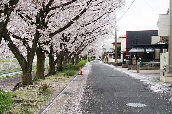 香流川遊歩道と桜並木