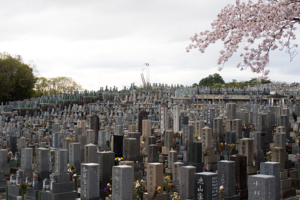 平和公園のお墓と桜