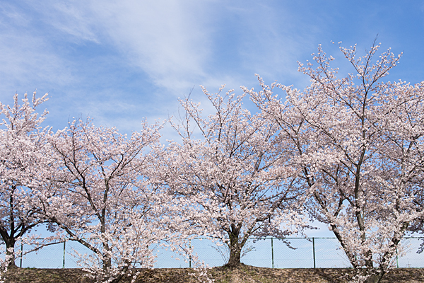 平池土手の桜