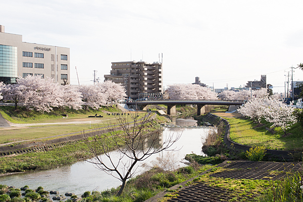 瀬戸川と桜