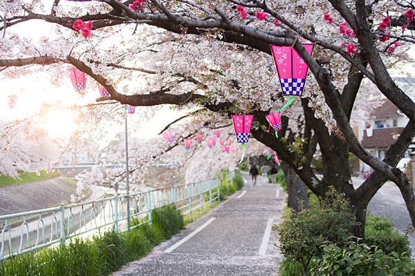香流川桜と西日