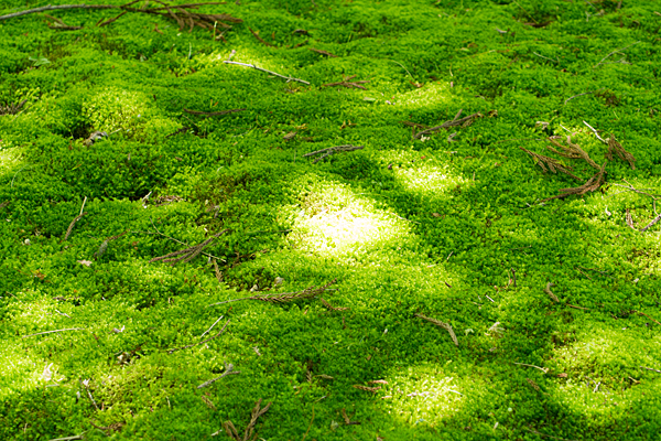 緑に染まる苔と木漏れ日