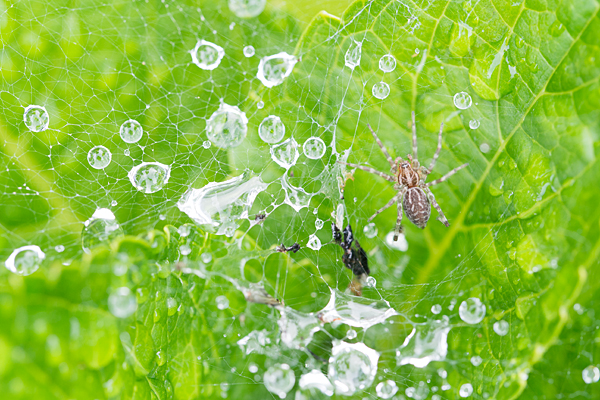 蜘蛛と蜘蛛の糸と滴