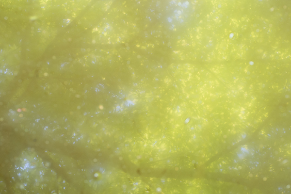 水面に映る緑のモミジ