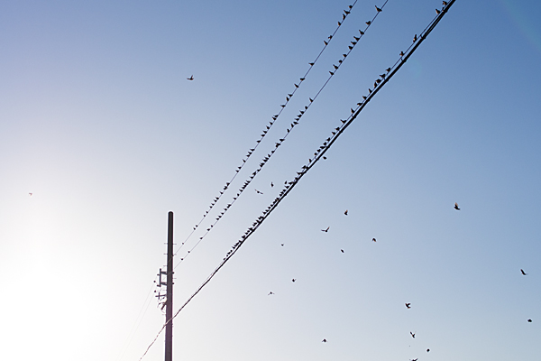 電線にとまる鳥たち