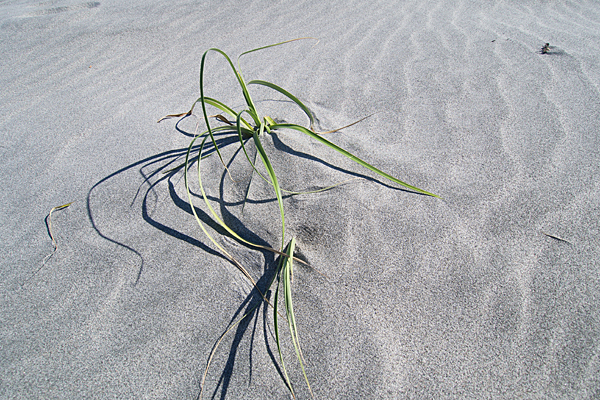 砂地に生きる草