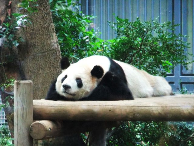 パンダ 居眠り