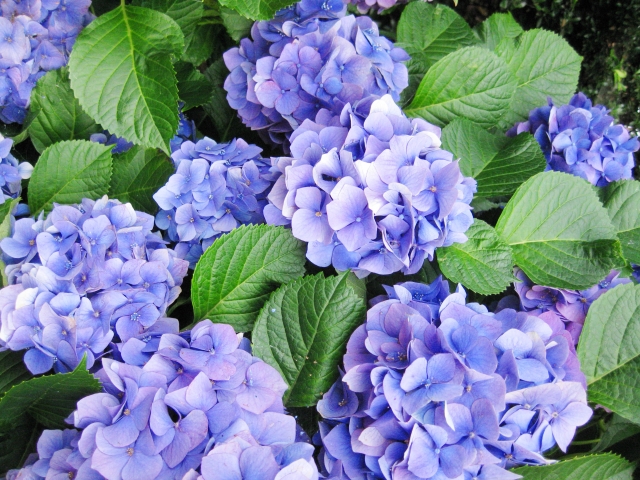 アジサイ 紫陽花