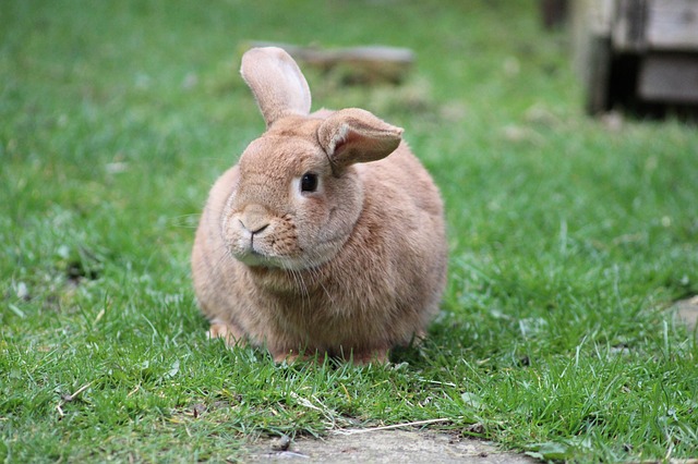 ぴょこんと動くウサギの耳が大きいのは、体温調整のためだった？