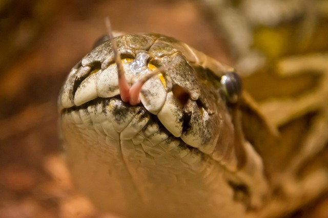 ヘビの 舌
