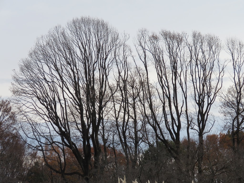 葉っぱが散った百合の木（ユリノキ）（冬らしい風景）