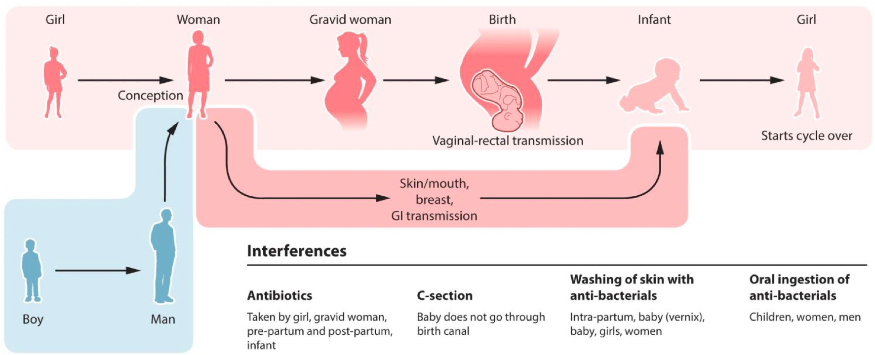 infant-gut-bacteria.png