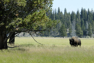 blog TAKE 96 Yellowstone NP, Buffalo, Pelican Creek 27226-8.6.07.jpg