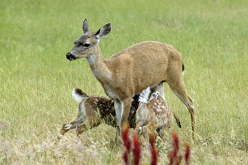 blog 135 Mendocino, Twin Deer babies nursing 2, CA_DSC4940-6.26.16.jpg